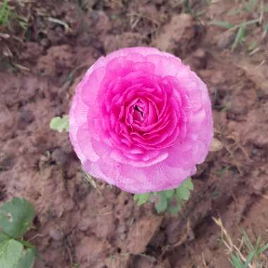 Ranunculus 'Aviv Pink'