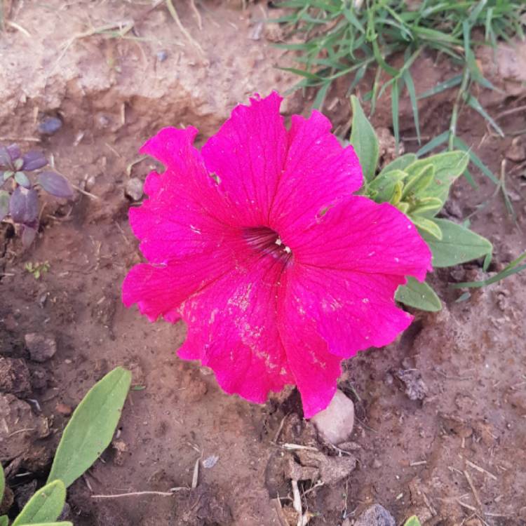 Plant image Petunia 'Kleph17318' syn. Petunia 'Lipstick', Petunia 'Headliner Lipstick'