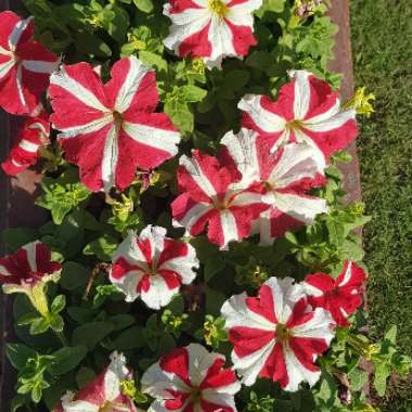 Petunia 'Designer Red Star'