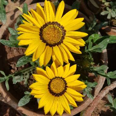 Gazania 'Kiss Mix'