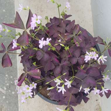 Oxalis 'Black Velvet'