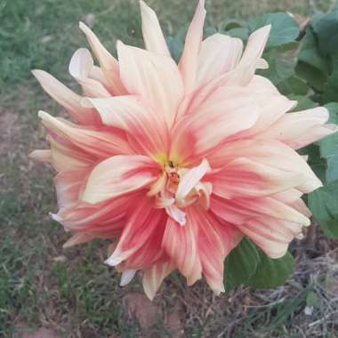 Dahlia 'Cha-Cha'