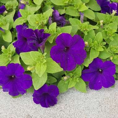 Petunia x hybrida 'F1 Ultra 'Blue'