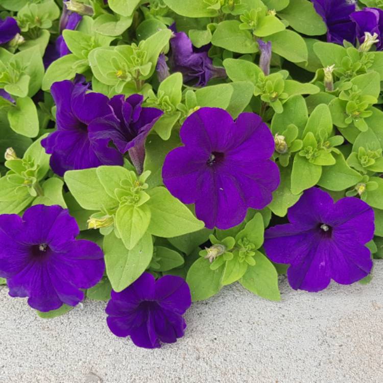 Plant image Petunia x hybrida 'F1 Ultra 'Blue'