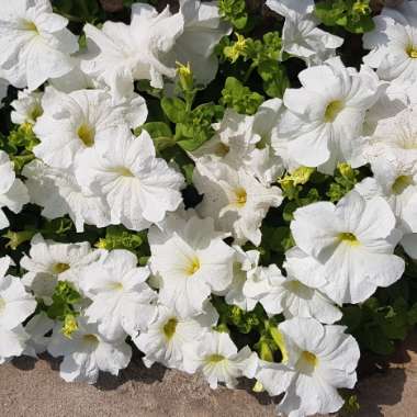 Petunia 'Revolution White' (Surfinia Series) syn. Petunia 'White'