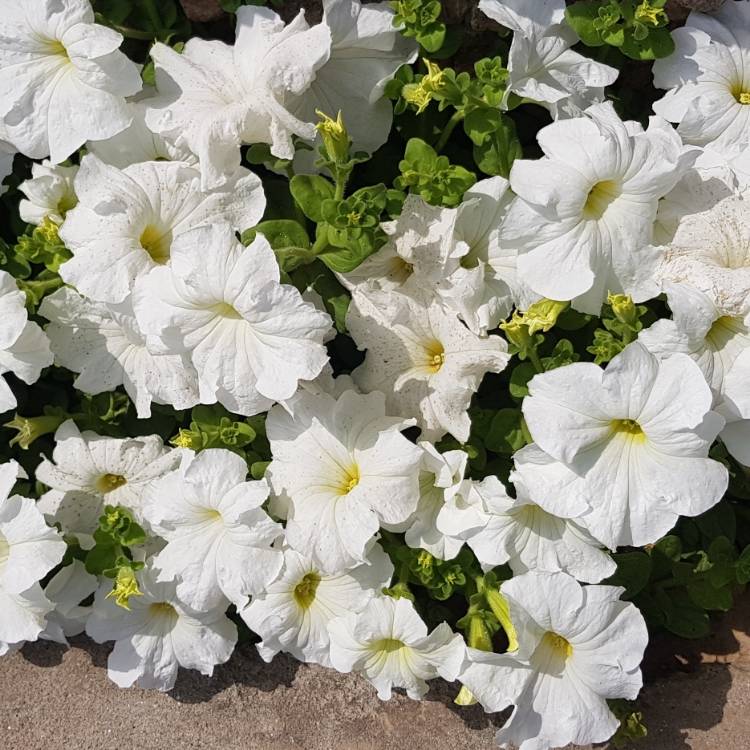 Plant image Petunia 'Revolution White' (Surfinia Series) syn. Petunia 'White'