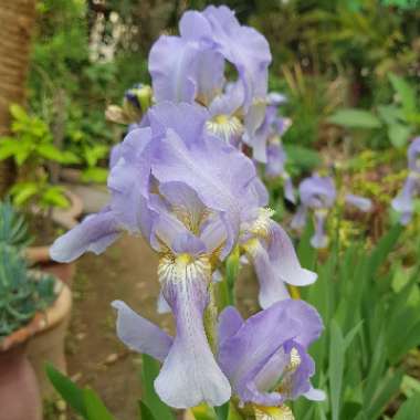 Iris x germanica 'Clarence'