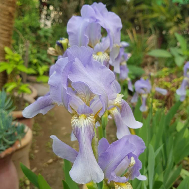 Plant image Iris x germanica 'Clarence'