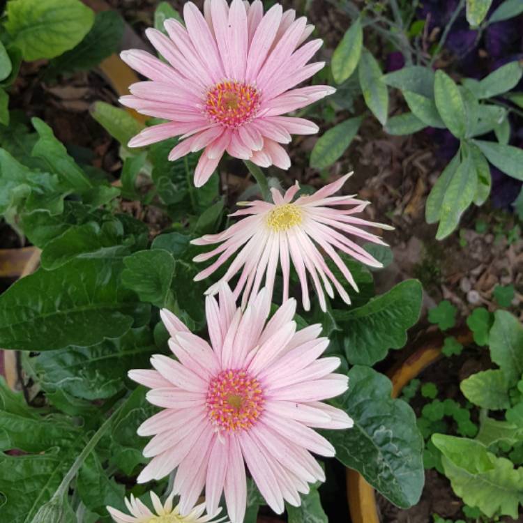 Plant image Gerbera Everlast Carmine