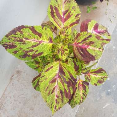 Plectranthus scutellarioides 'Scatter Splatter'