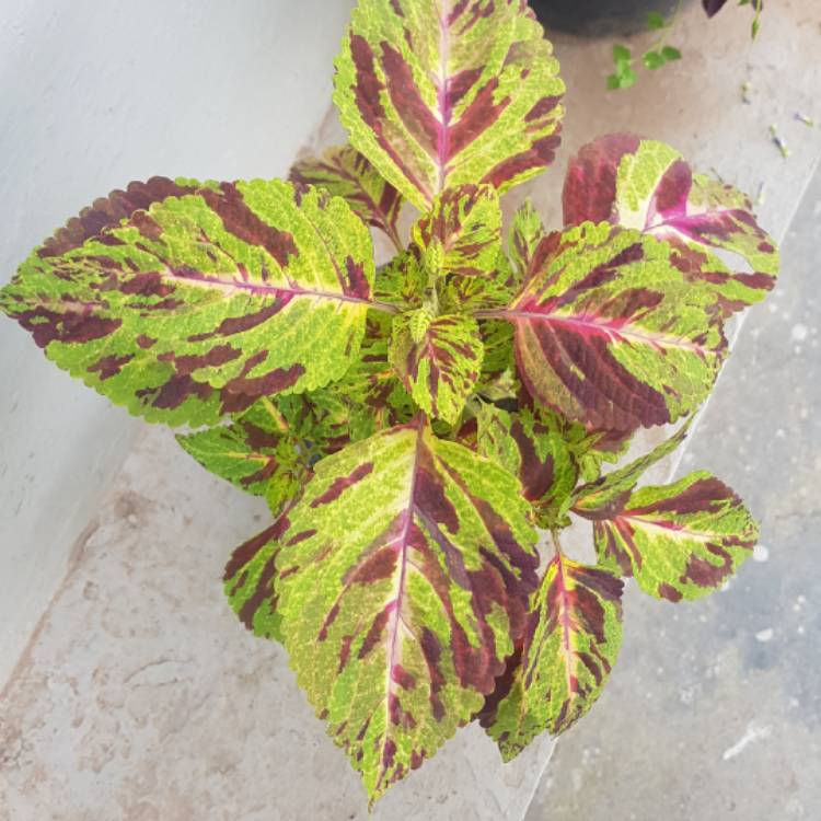 Plant image Plectranthus scutellarioides 'Scatter Splatter'