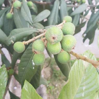 Prunus armeniaca 'Aprigold'