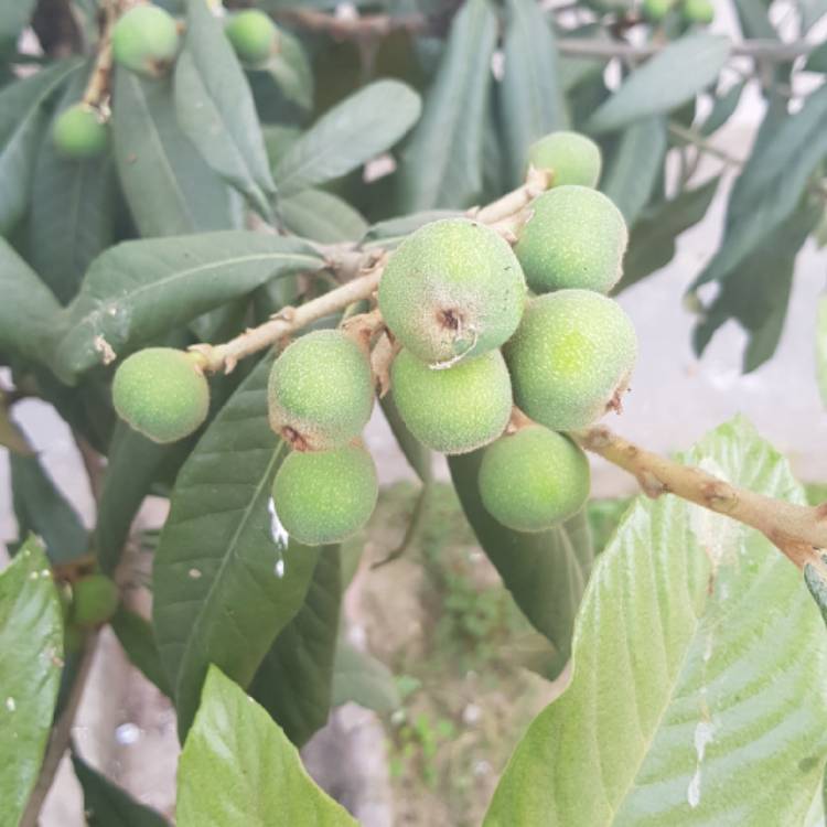 Plant image Prunus armeniaca 'Aprigold'