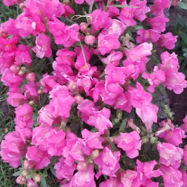 Antirrhinum