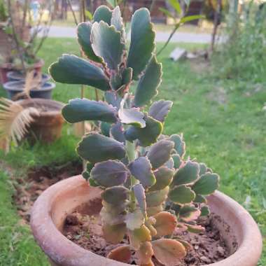 Kalanchoe Laxiflora