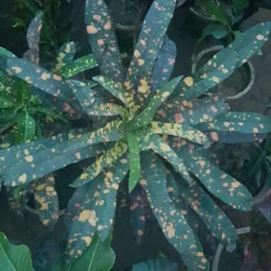 Codiaeum variegatum 'Sloppy Painter'