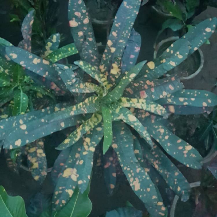 Plant image Codiaeum variegatum 'Sloppy Painter'