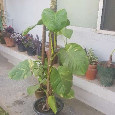 Epipremnum aureum  syn. Epipremnum pinnatum 'Aureum', Scindapsus aureus, Pothos aureus, Rhaphidophora aurea