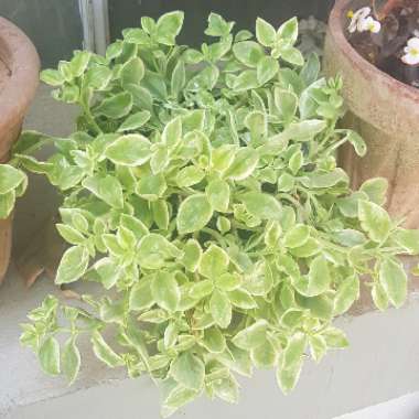 Aptenia cordifolia variegata 'Crystal'
