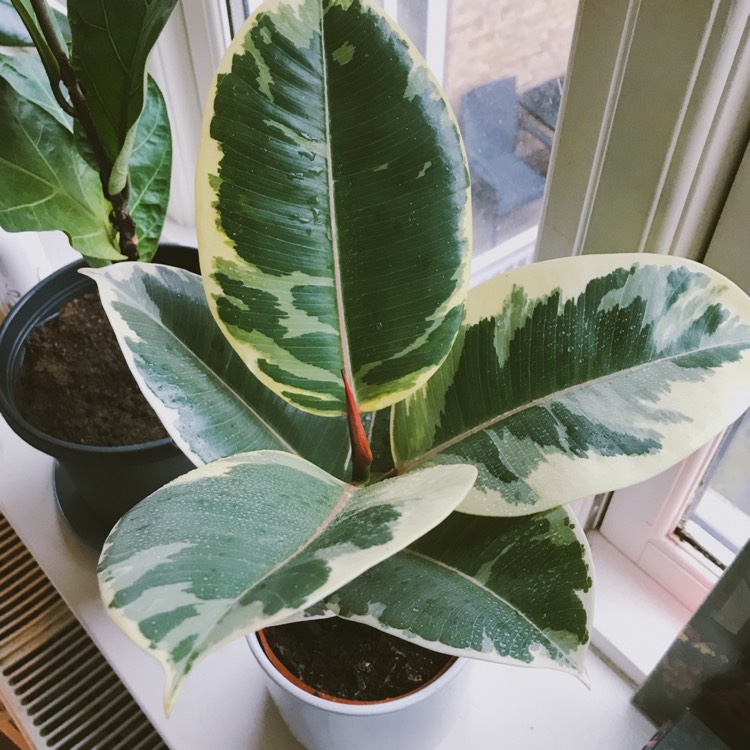 Ficus elastica 'Variegata', Rubber Tree 'Variegata' - uploaded by ...