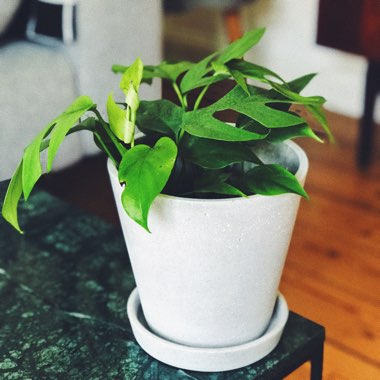 Rhaphidophora tetrasperma syn. Philodendron 'Piccolo', Philodendron 'Ginny', Monstera 'Minima', Philodendron 'Minima'