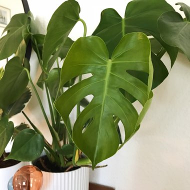 Monstera deliciosa