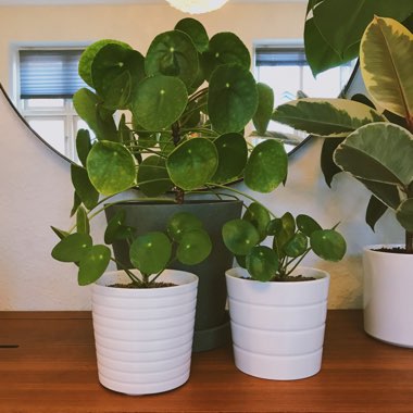 Pilea peperomioides