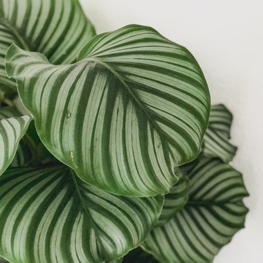 Calathea Orbifolia