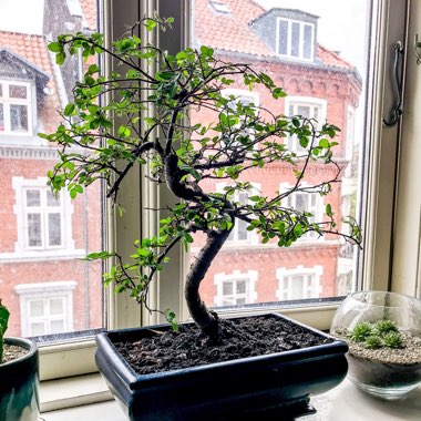 Ulmus parvifolia (Bonsai)