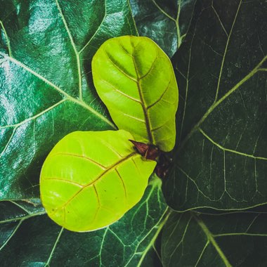 Ficus lyrata