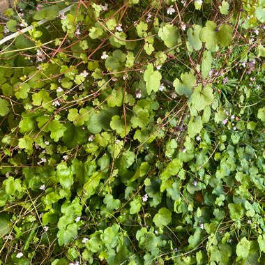 Cymbalaria Muralis syn. Antirrhinum cymbalaria ; Linaria cymbalaria