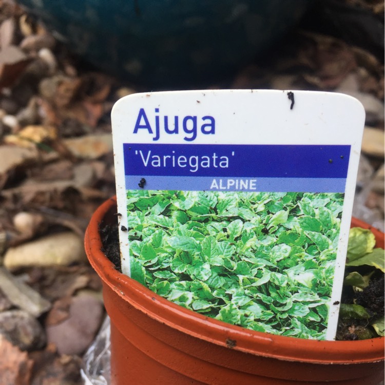 Plant image Arabis Alpina Caucasica Variegata