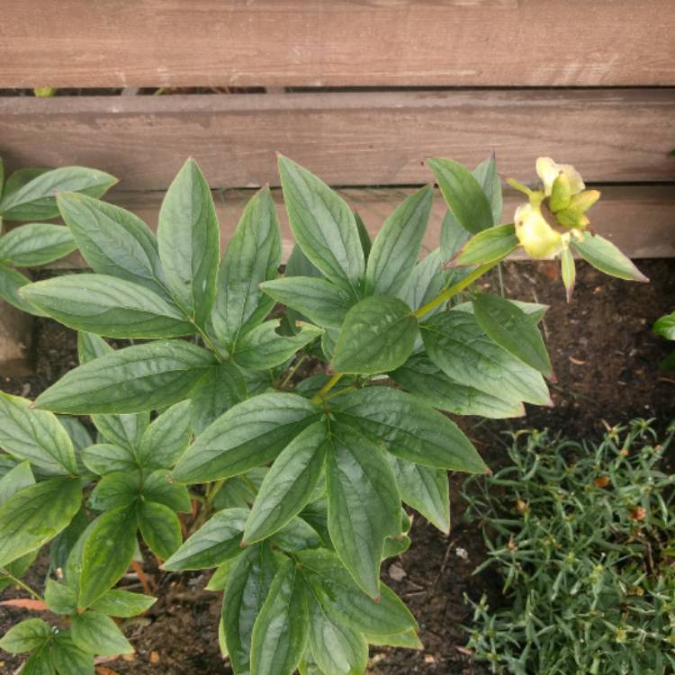 Plant image Paeonia lactiflora 'Krinkled White'