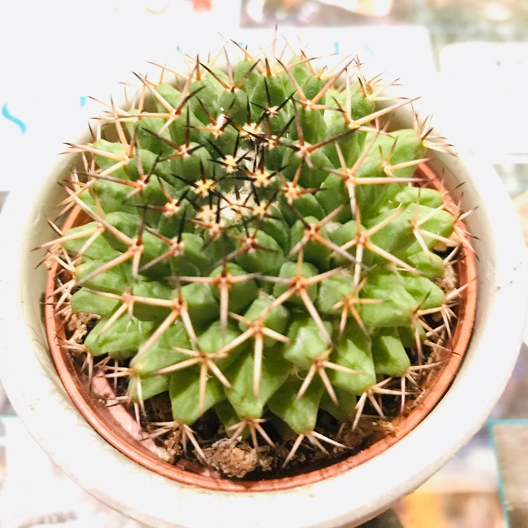 Plant image Mammillaria Compressa