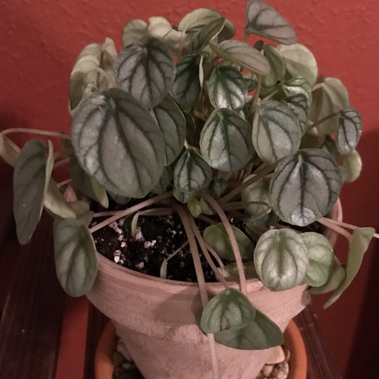 Plant image Peperomia 'Frost'