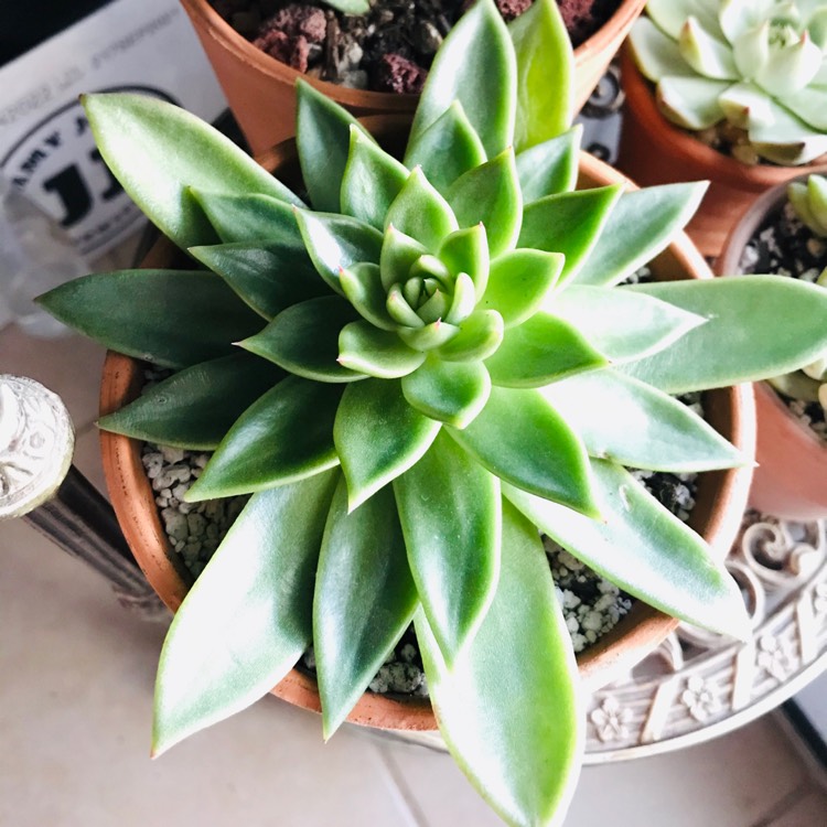 Plant image Echeveria Agavoides Red Tips