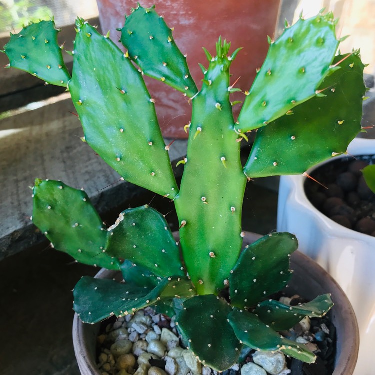 Plant image Brasiliopuntia brasiliensis syn. Opuntia brasiliensis