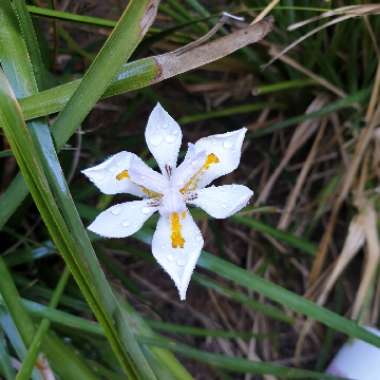 Dietes grandifolia syn. Dietes grandiflora 'Reen Lelie'