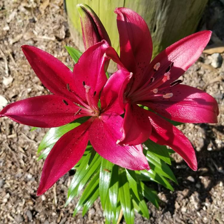 Plant image Lilium 'Commander in Chief'