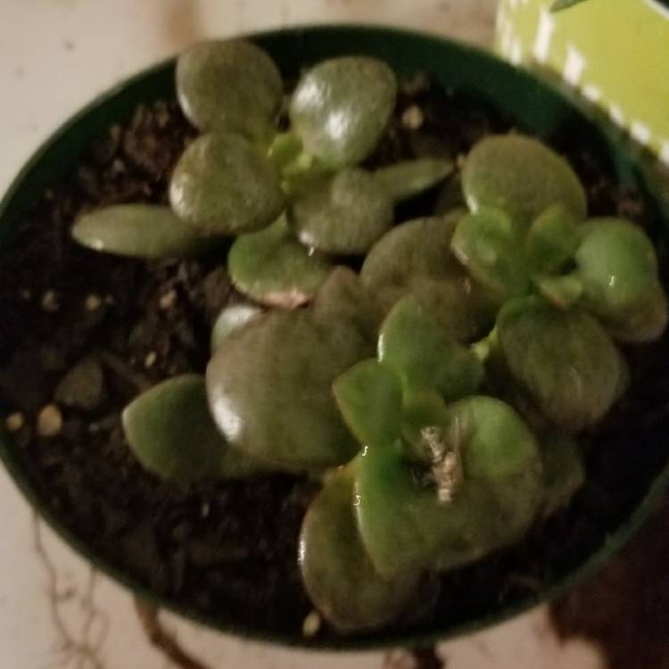 Plant image Conophytum bilobum syn. Derenbergia biloba, Mesembryanthemum bilobum