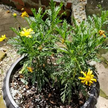 Euryops