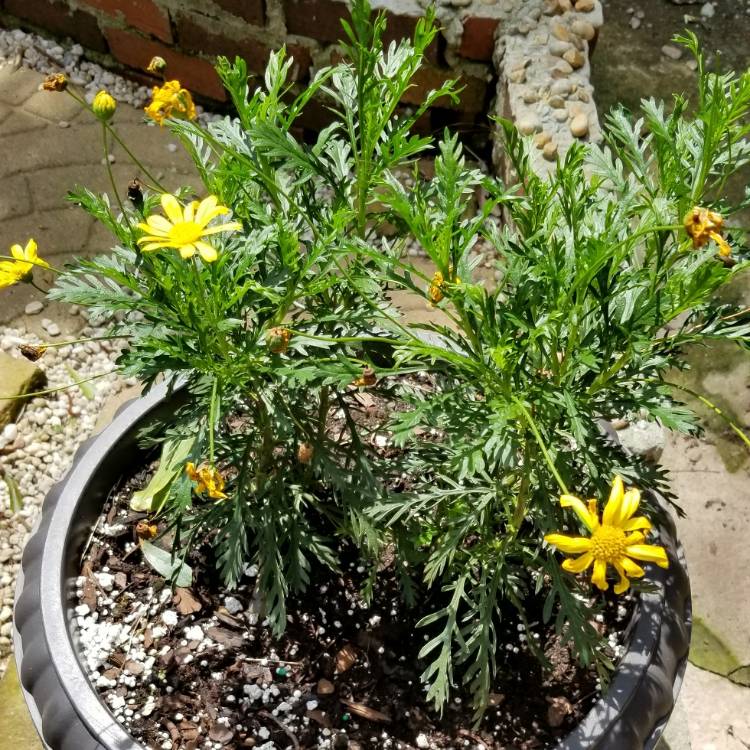 Plant image Euryops chrysanthemoides