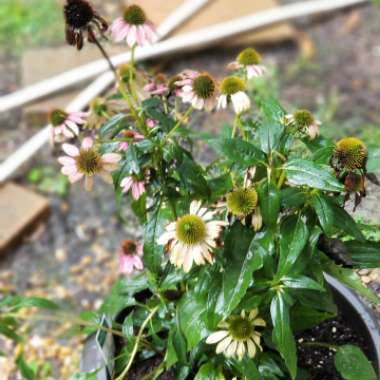 Coneflower 'Big Kahuna'