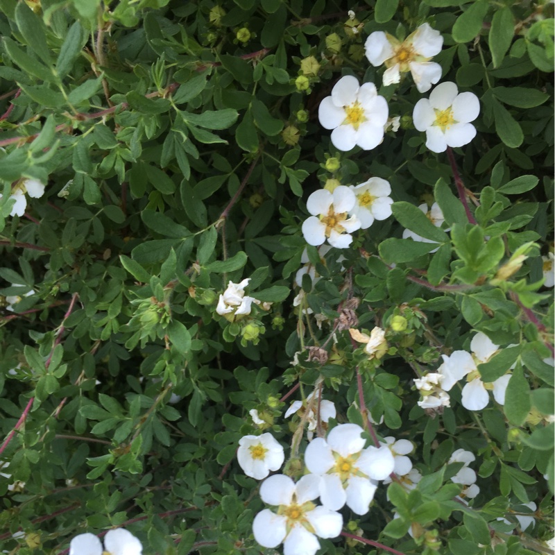 Shrubby cinquefoil  'Abbotswood'