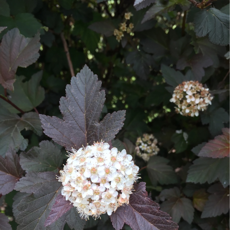 Plant image Physocarpus opulifolius 'Seward' syn. Physocarpus opulifolius 'Summer Wine'