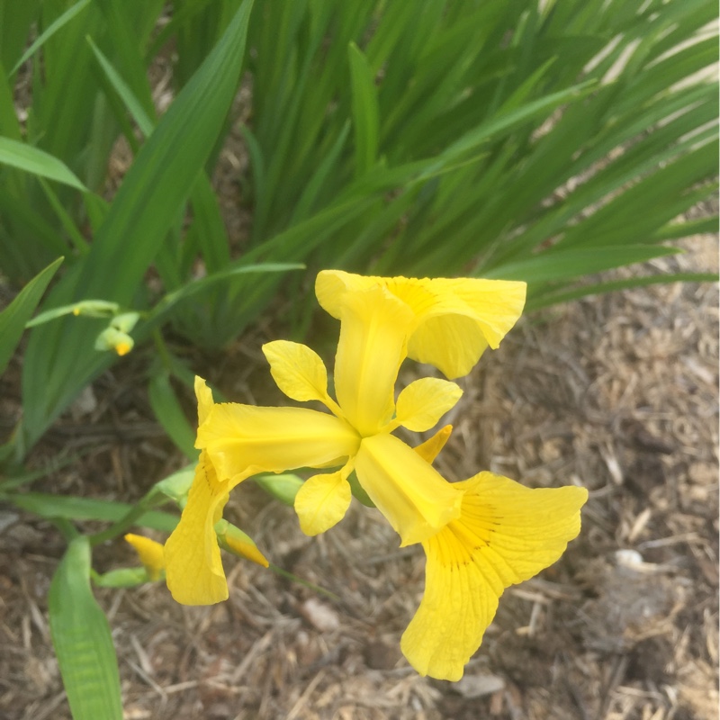 Yellow Flag Iris