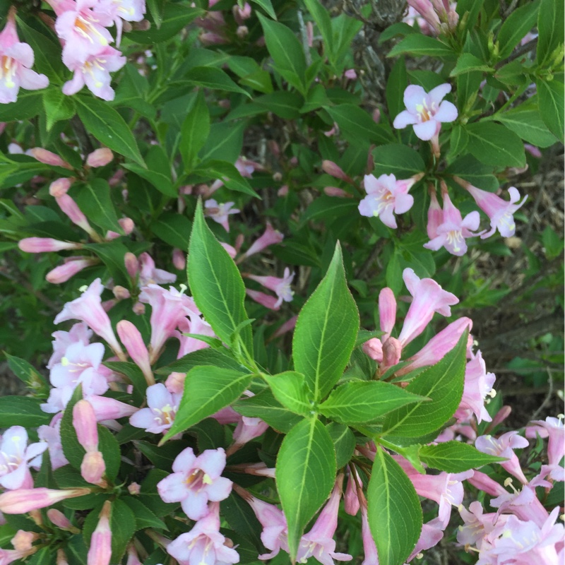 Weigela 'Venusta'