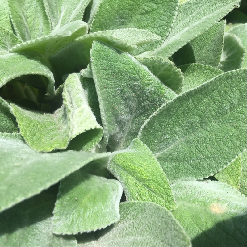 Lamb's Ear