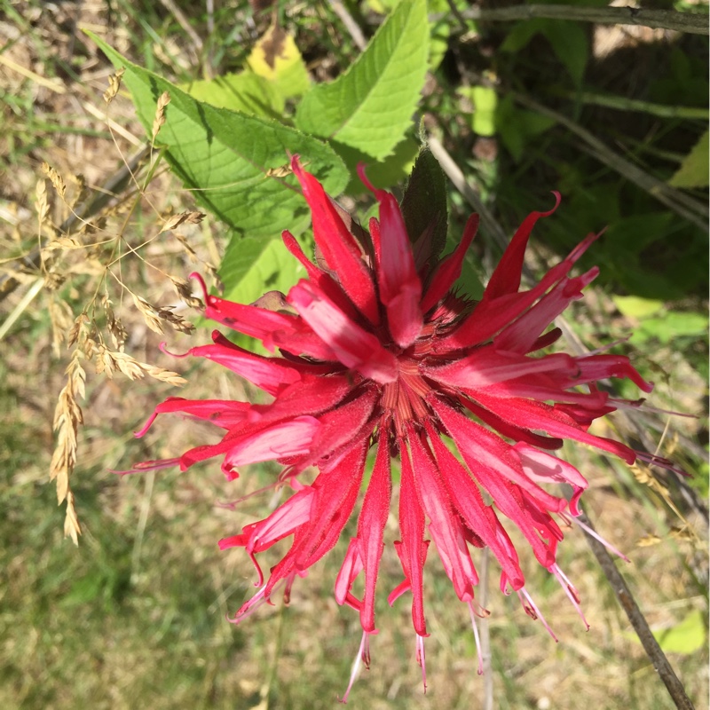 Bergamot 'Cambridge Scarlet'