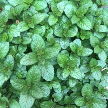 Mentha x piperita f. citrata 'Chocolate'